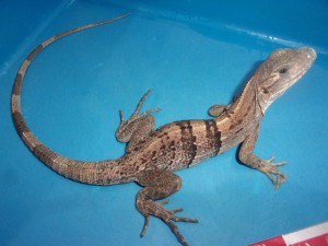 KODAK Digital Still Camera