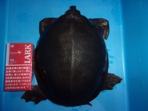 KODAK Digital Still Camera