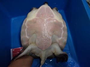 KODAK Digital Still Camera