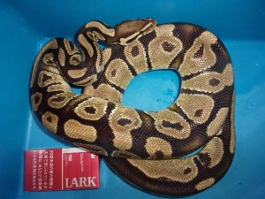 KODAK Digital Still Camera