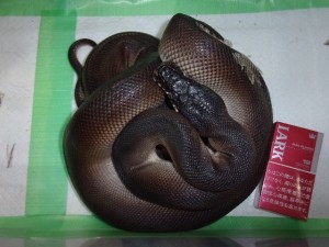 KODAK Digital Still Camera