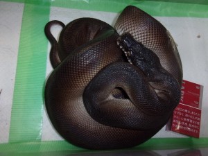 KODAK Digital Still Camera