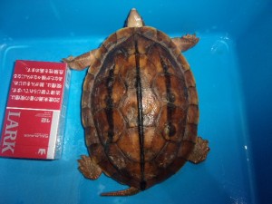 KODAK Digital Still Camera