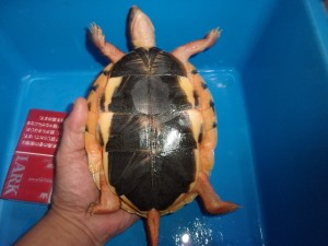 KODAK Digital Still Camera