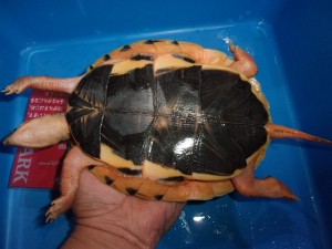 KODAK Digital Still Camera