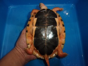 KODAK Digital Still Camera