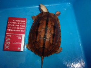 KODAK Digital Still Camera