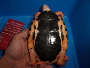 KODAK Digital Still Camera