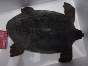 KODAK Digital Still Camera