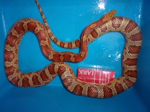 KODAK Digital Still Camera