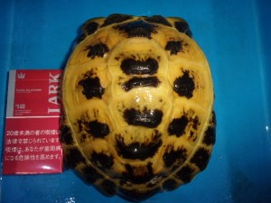 KODAK Digital Still Camera