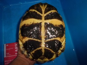 KODAK Digital Still Camera