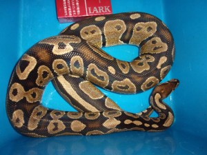 KODAK Digital Still Camera