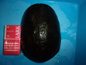 KODAK Digital Still Camera