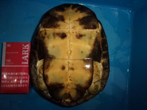 KODAK Digital Still Camera