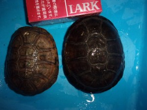 KODAK Digital Still Camera