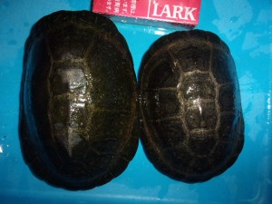 KODAK Digital Still Camera