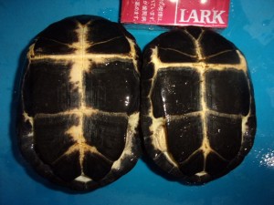 KODAK Digital Still Camera