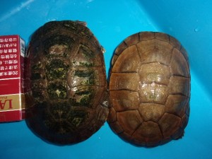 KODAK Digital Still Camera