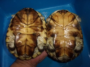 KODAK Digital Still Camera