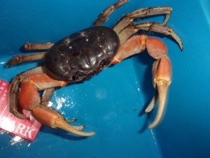 KODAK Digital Still Camera