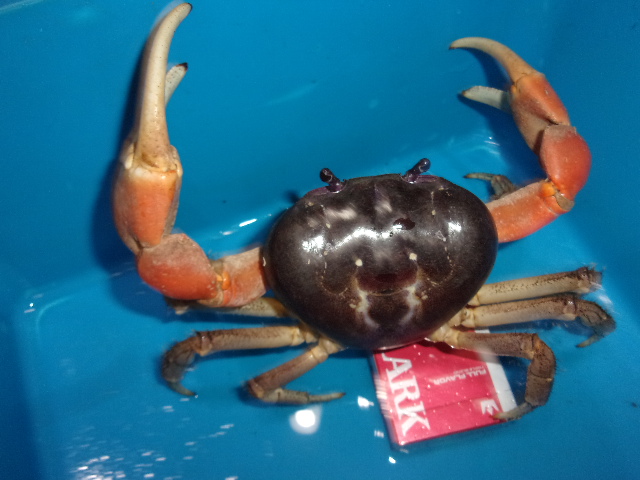 オカガニ（L）【４，３７８円/税込】