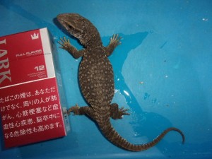 KODAK Digital Still Camera