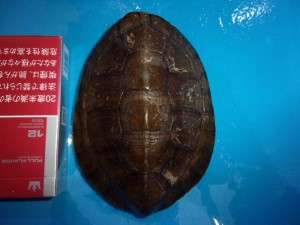 KODAK Digital Still Camera