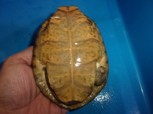 KODAK Digital Still Camera