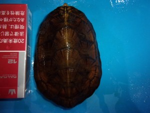 KODAK Digital Still Camera