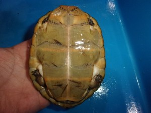 KODAK Digital Still Camera