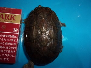 KODAK Digital Still Camera