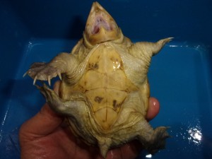 KODAK Digital Still Camera