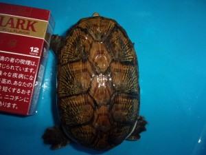 KODAK Digital Still Camera