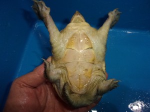 KODAK Digital Still Camera