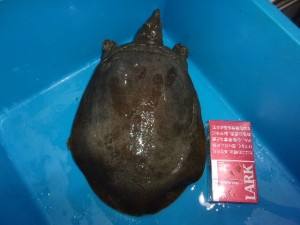 KODAK Digital Still Camera