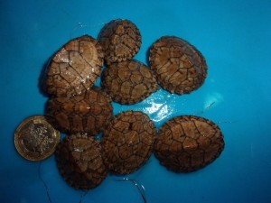 KODAK Digital Still Camera