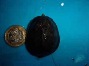 KODAK Digital Still Camera