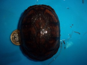 KODAK Digital Still Camera