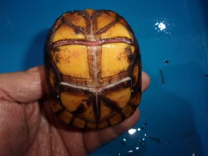 KODAK Digital Still Camera