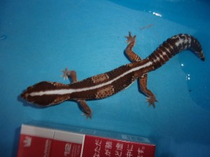 ニシアフリカトカゲモドキ【5,478円/税込】