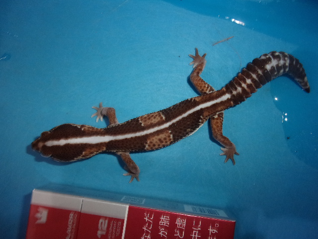 ニシアフリカトカゲモドキ【５，４７８円/税込】