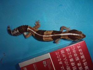 ニシアフリカトカゲモドキ【5,478円/税込】