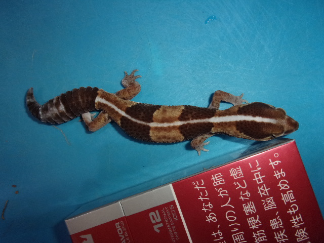 ニシアフリカトカゲモドキ【５，４７８円/税込】