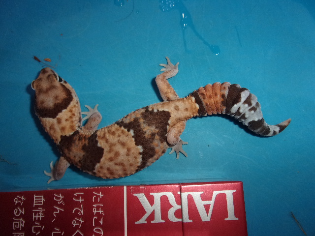 KODAK Digital Still Camera