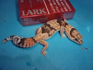 KODAK Digital Still Camera