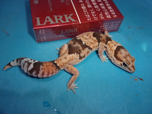 KODAK Digital Still Camera