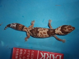 KODAK Digital Still Camera