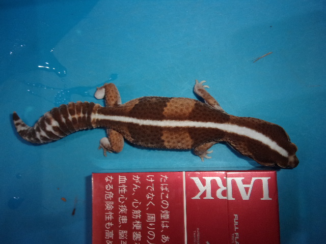 ニシアフリカトカゲモドキ【５，４７８円/税込】