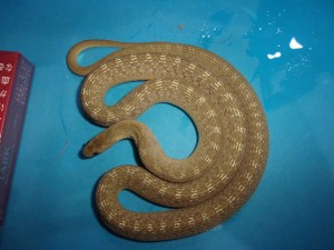 KODAK Digital Still Camera